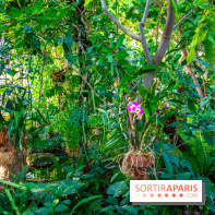 Mille et une Orchidées 2019 au Jardin des Plantes, les photos