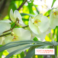 Mille et une Orchidées 2019 au Jardin des Plantes, les photos