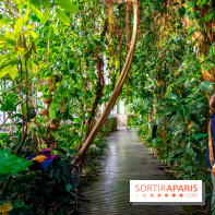 Mille et une Orchidées 2019 au Jardin des Plantes, les photos