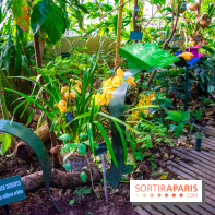 Mille et une Orchidées 2019 au Jardin des Plantes, les photos