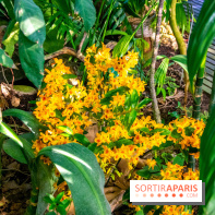 Mille et une Orchidées 2019 au Jardin des Plantes, les photos