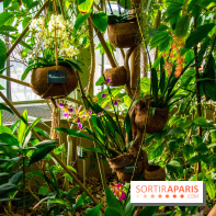 Mille et une Orchidées 2019 au Jardin des Plantes, les photos