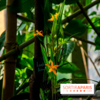 Mille et une Orchidées 2019 au Jardin des Plantes, les photos