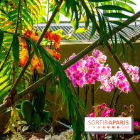 Mille et une Orchidées 2019 au Jardin des Plantes, les photos
