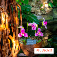 Mille et une Orchidées 2019 au Jardin des Plantes, les photos