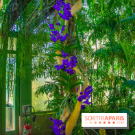 Mille et une Orchidées 2019 au Jardin des Plantes, les photos