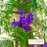 Mille et une Orchidées 2019 au Jardin des Plantes, les photos