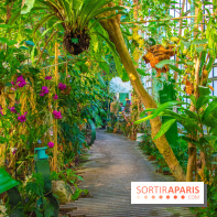 Mille et une Orchidées 2019 au Jardin des Plantes, les photos