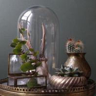 The Blond Cactus, quand le cactus passe en mode vintage