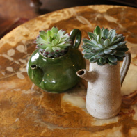 The Blond Cactus, quand le cactus passe en mode vintage