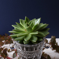 The Blond Cactus, quand le cactus passe en mode vintage