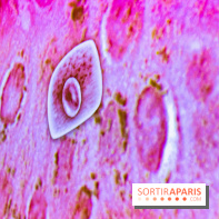 Dans ma peau au Musée de l'Homme : nos photos