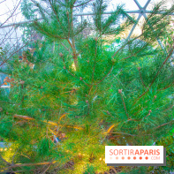 Journée Internationale des Forêts 2019