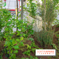 Journée Internationale des Forêts 2019