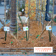 La forêt, une expérience à vivre sur le Parvis de l'Hôtel de Ville