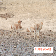 Parc Zoologique de Paris 2019