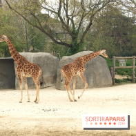 Parc Zoologique de Paris 2019