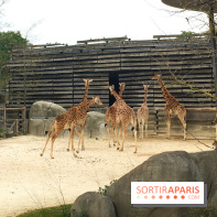 Parc Zoologique de Paris 2019