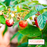 Le Château de Chambord fête ses 500 ans : le programme des festivités