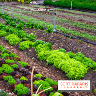 Le Château de Chambord fête ses 500 ans : le programme des festivités