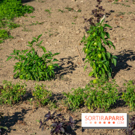 Le Château de Vault-de-Lugny, un écrin royal à deux heures de Paris