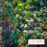 Le Château de Vault-de-Lugny, un écrin royal à deux heures de Paris