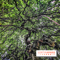 Le parcours des Arbres Admirables dans le domaine du château de Versailles