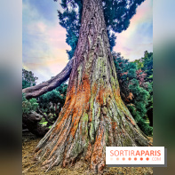 Le parcours des Arbres Admirables dans le domaine du château de Versailles