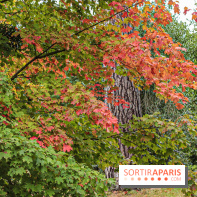 Le parcours des Arbres Admirables dans le domaine du château de Versailles