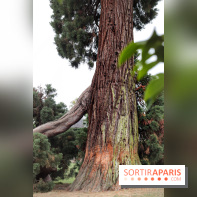Le parcours des Arbres Admirables dans le domaine du château de Versailles