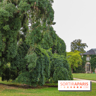 Le parcours des Arbres Admirables dans le domaine du château de Versailles