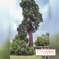 Le parcours des Arbres Admirables dans le domaine du château de Versailles