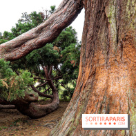 Le parcours des Arbres Admirables dans le domaine du château de Versailles