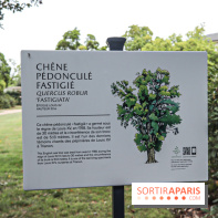 Le parcours des Arbres Admirables dans le domaine du château de Versailles