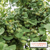 Le parcours des Arbres Admirables dans le domaine du château de Versailles