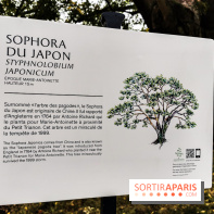 Le parcours des Arbres Admirables dans le domaine du château de Versailles