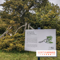 Le parcours des Arbres Admirables dans le domaine du château de Versailles