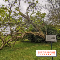 Le parcours des Arbres Admirables dans le domaine du château de Versailles