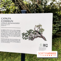 Le parcours des Arbres Admirables dans le domaine du château de Versailles
