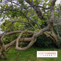 Le parcours des Arbres Admirables dans le domaine du château de Versailles