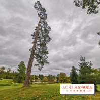 Le parcours des Arbres Admirables dans le domaine du château de Versailles