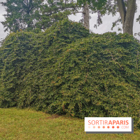 Le parcours des Arbres Admirables dans le domaine du château de Versailles
