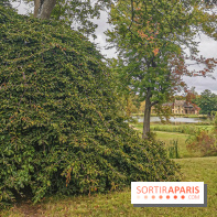 Le parcours des Arbres Admirables dans le domaine du château de Versailles