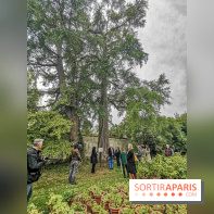 Le parcours des Arbres Admirables dans le domaine du château de Versailles