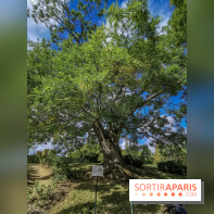 Le parcours des Arbres Admirables dans le domaine du château de Versailles