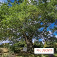 Le parcours des Arbres Admirables dans le domaine du château de Versailles