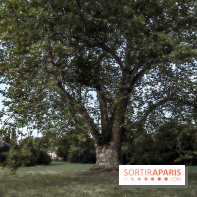 Le parcours des Arbres Admirables dans le domaine du château de Versailles