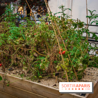 L'Hôtel des Grands Boulevards inaugure son potager suspendu