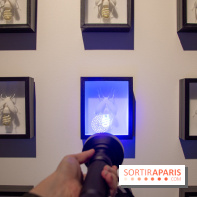 Araignées, Lucioles et Papillons au Musée en Herbe : nos photos