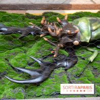 Araignées, Lucioles et Papillons au Musée en Herbe : nos photos